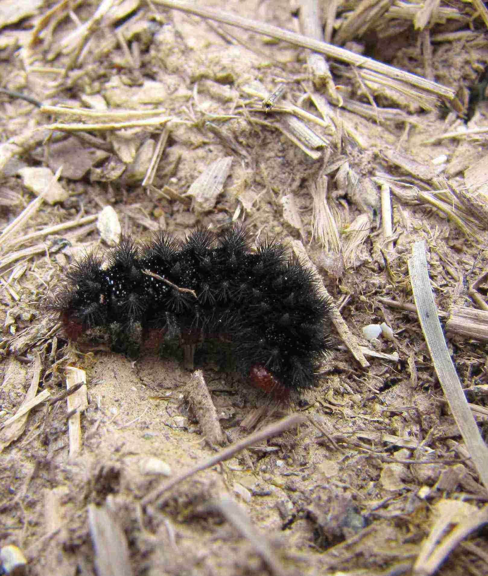 bruco nero - Melitaea cinxia